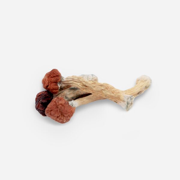 Florida White Mushroom