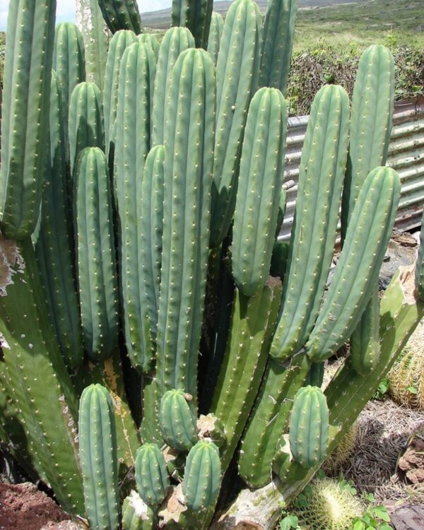 MESCALINE (Peyote)
