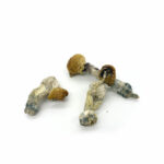 Buy Penis Envy Mushroom Online
