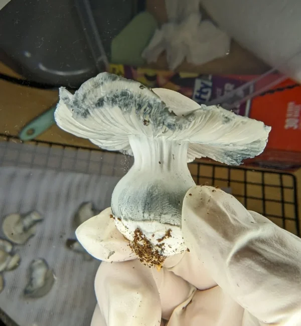 Ghost Face Killah Mushroom